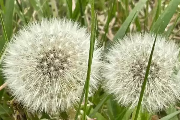 图片[9]-蒲公英形态特征揭秘：株型较高草本植物的独特之处-会东网