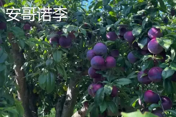 图片[7]-探寻早红李产地的方法和重点？探寻早红李产地要做好哪些细节？-会东网