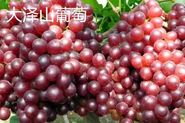 图片[3]-山东平度的特产？知晓山东平度特产要掌握哪些当地特色产品要点？-会东网