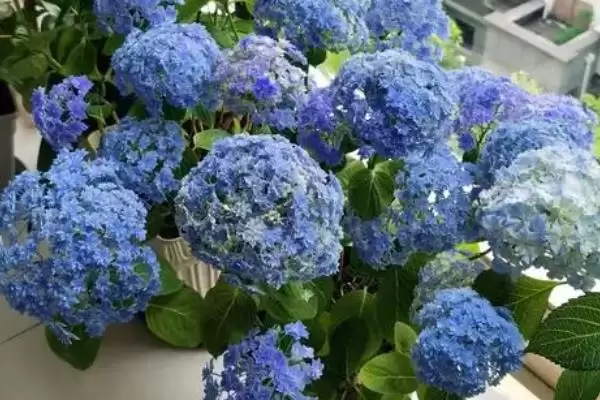 图片[6]-救治绣球换盆后发蔫的方法和重点？救治绣球换盆后发蔫要做好哪些细节？-会东网