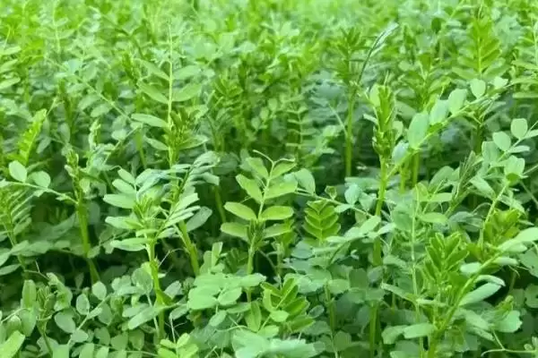 图片[7]-龙须菜的种子情况 ,龙须菜种子是怎样生长出来的呢？-会东网