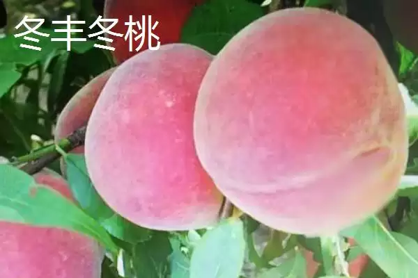 图片[6]-桃树苗品种优选：秋彤桃为何是国内最好的品种？-会东网