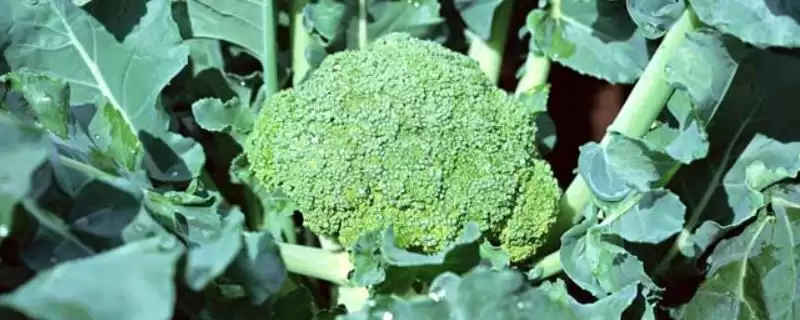 西兰花优良品种的介绍要点和关键信息？了解西兰花品种需关注什么？-会东网
