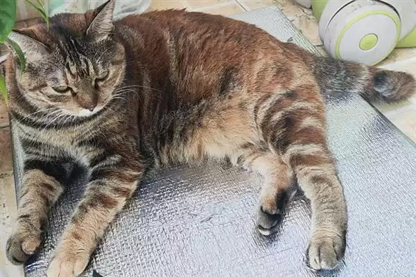图片[4]-让猫咪变得粘人的方法？培养猫咪粘人习性要掌握哪些有效的互动和饲养方法？-会东网