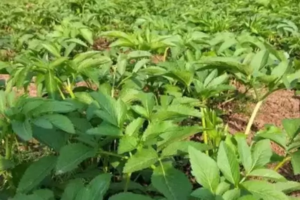 图片[5]-种植白芷的流程和要点？种植白芷需把控哪些关键环节？-会东网