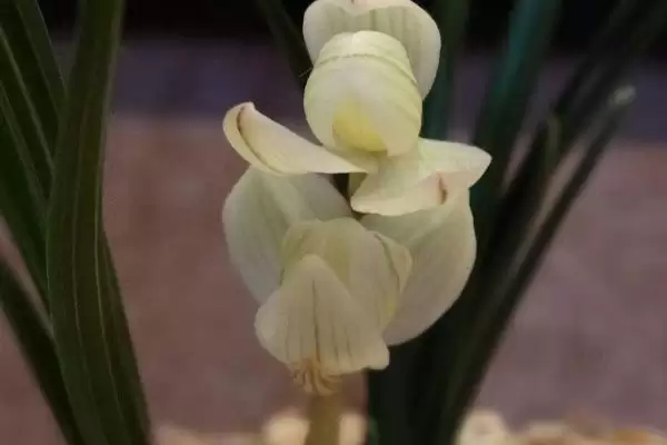 图片[8]-我国珍贵兰花品种介绍？认识我国珍贵兰花品种要了解哪些关键的品种特性和价值要点？-会东网