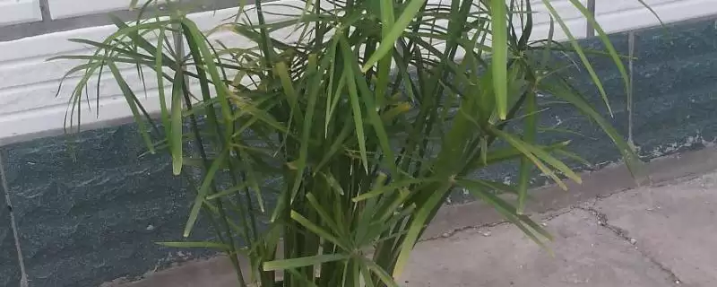 台湾竹的养殖注意事项？养殖台湾竹要遵循哪些重要的养护注意要点？-会东网