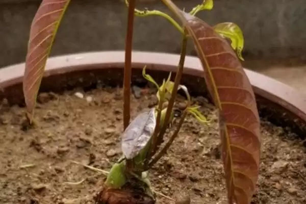 图片[5]-芒果核的种植方式是怎样的 ,芒果核夏季何时可种植-会东网