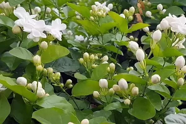 图片[2]-茉莉花要如何进行养殖才适宜呢 ,茉莉花适宜在阳光充足的环境下进行养殖-会东网