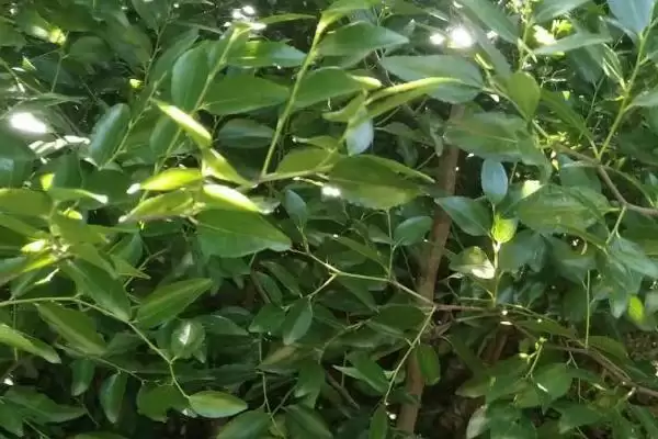 图片[2]-冬枣树苗购买渠道大揭秘：苗木市场与网络的优劣对比-会东网