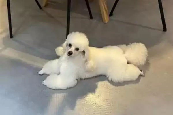 图片[6]-最好养的10种小型犬的种类和要点？选择小型犬需关注哪些品种？-会东网