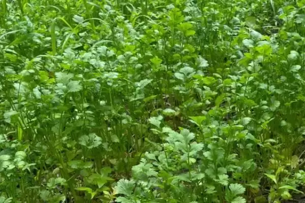 图片[7]-香菜种子冷冻催芽的方法和要点？香菜种子冷冻催芽需掌握哪些关键技巧？-会东网