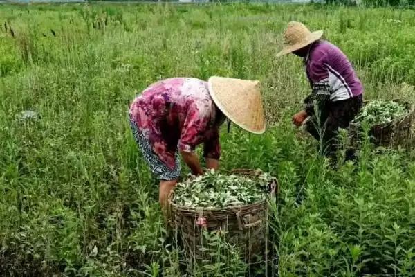 图片[6]-种植艾草的流程和要点？种植艾草需把控哪些关键环节？-会东网