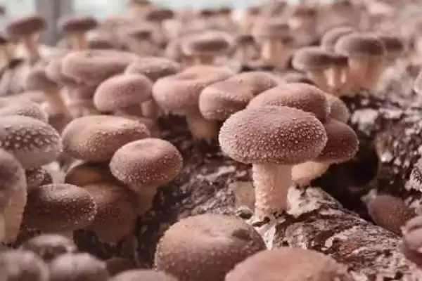 图片[2]-认识常见食用菌的方法和重点？认识常见食用菌要做好哪些细节？-会东网