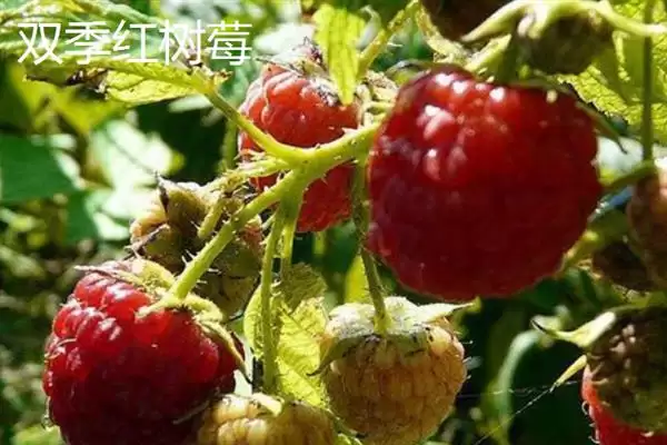图片[6]-树莓与刺莓的区别？区分树莓与刺莓要关注哪些重要的差异点？-会东网