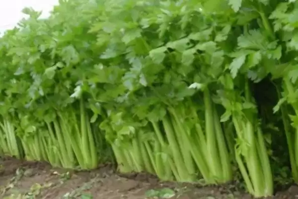 图片[3]-芹菜软腐病剖析：叶柄及颈部为何是主要危害对象-会东网