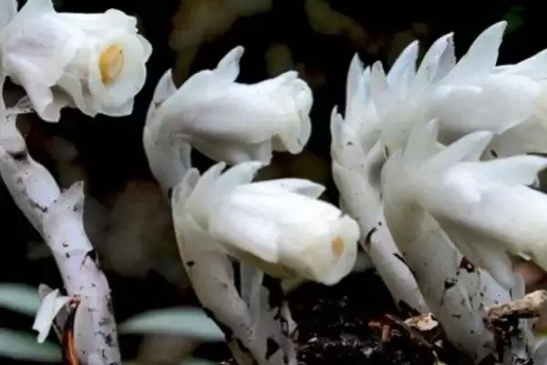 图片[4]-水晶兰的花语？了解水晶兰花语要探究哪些文化象征和寓意内涵？-会东网
