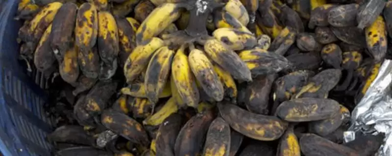 香蕉水烂的原因和要点？分析香蕉水烂原因需关注哪些方面？-会东网