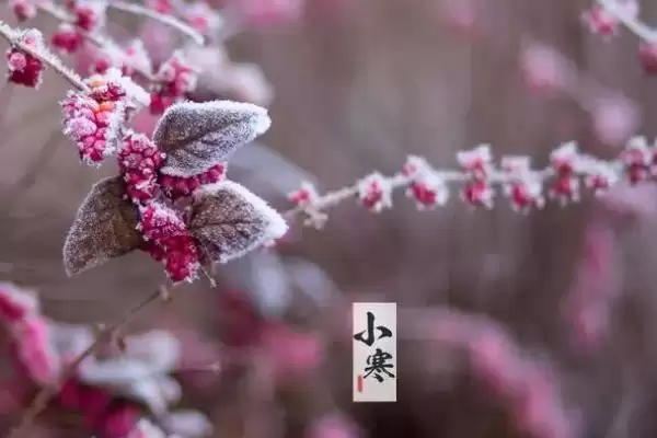 图片[2]-小寒节气活动的种类和要点？了解小寒节气活动需关注哪些关键信息？-会东网