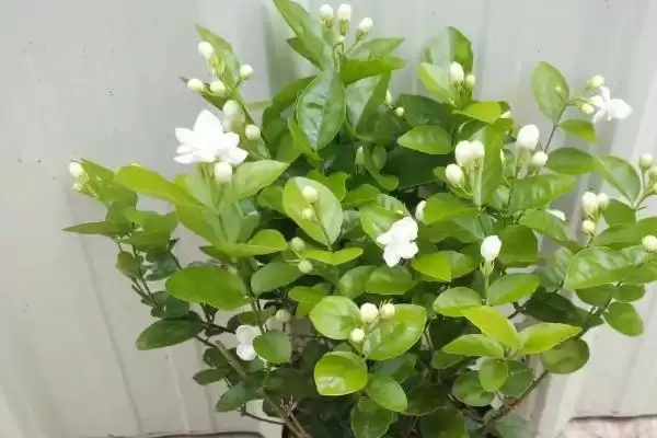 图片[4]-盆栽茉莉花养护宝典：每隔2-3天浇水的科学频率-会东网