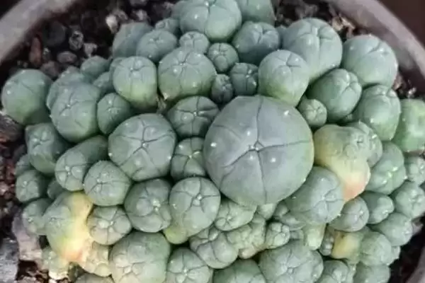 图片[4]-修剪乌羽玉根部的方法和重点？修剪乌羽玉根部要做好哪些细节？-会东网