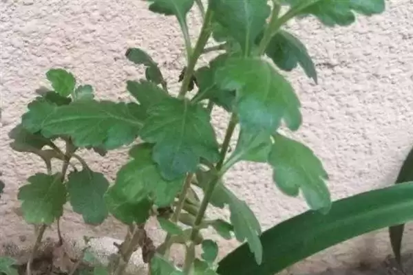 图片[3]-如何防治菊花黑斑病？养护菊花防治黑斑病要采用哪些防治方法？-会东网
