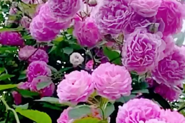 图片[2]-蔷薇花颜色大揭秘：白色、粉色等多种颜色的美丽绽放-会东网