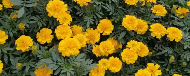 孔雀草的简介 ,孔雀草一般指的是万寿菊吗?-会东网