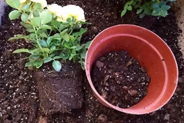 图片[5]-解决栀子花叶片萎蔫问题的方法和重点？解决栀子花叶片萎蔫问题要做好哪些细节？-会东网