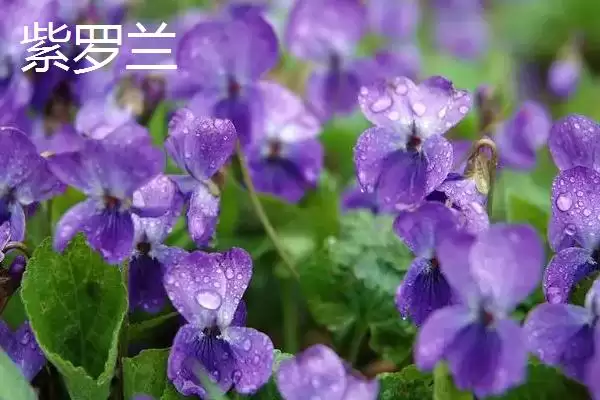 图片[5]-紫罗兰和风信子区别的要点和对比？分辨紫罗兰和风信子需注意什么？-会东网