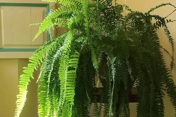 图片[2]-养金丝猴蕨植物的方法和重点？养金丝猴蕨植物要做好哪些细节？-会东网