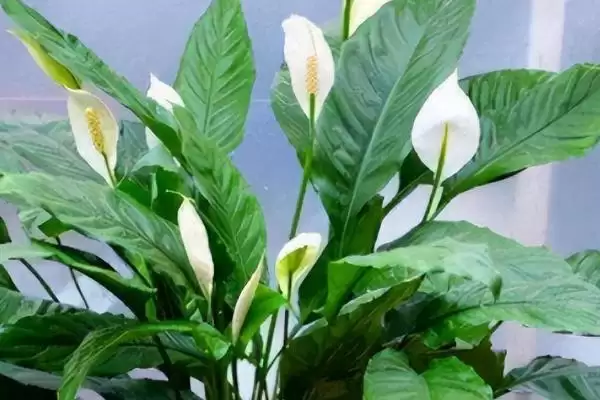 图片[8]-种植一帆风顺的方法和重点？种植一帆风顺要做好哪些细节？-会东网