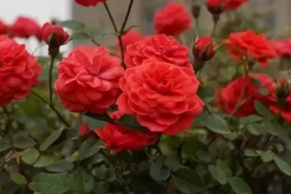 图片[9]-湖南月季种植推荐：碧翠丝、真宙、月月红的美丽绽放-会东网