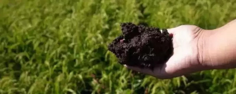 生物有机肥的作用和使用注意事项?使用生物有机肥要注意哪些要点?-会东网