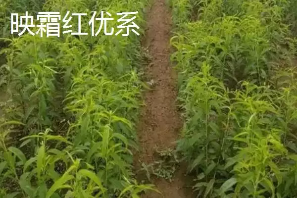 图片[15]-桃树苗品种优选：秋彤桃为何是国内最好的品种？-会东网