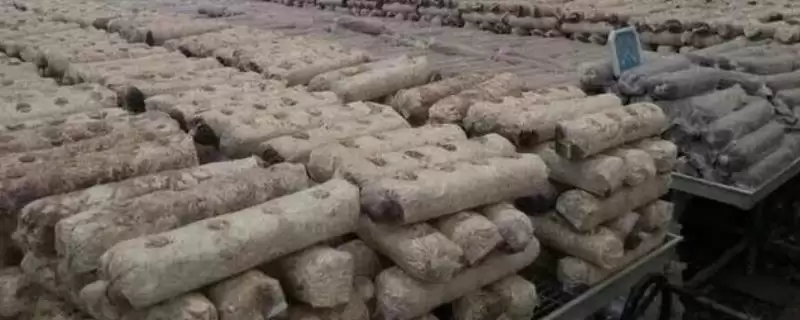 香菇菌棒接种的方法和要点？香菇菌棒接种需掌握哪些关键技术环节？-会东网
