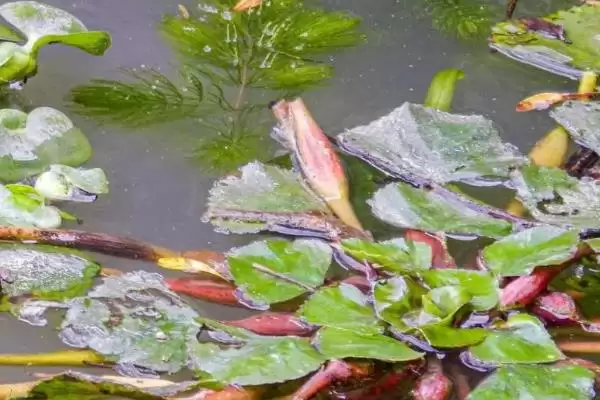 图片[5]-种植菱角的方法和重点？种植菱角要做好哪些细节？-会东网