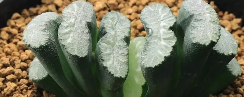 认识玉扇的方法和重点？认识玉扇要做好哪些细节？-会东网