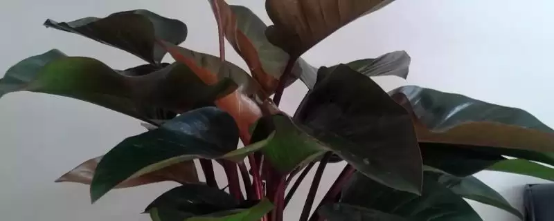 绿宝石花的养殖方法有哪些 ,绿宝石花生长期如何养护-会东网