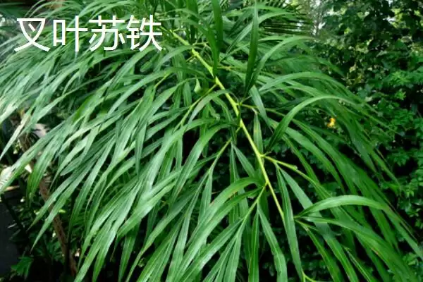 图片[4]-铁树的种类？认识铁树种类要了解哪些关键的品种分类和形态特性要点？-会东网