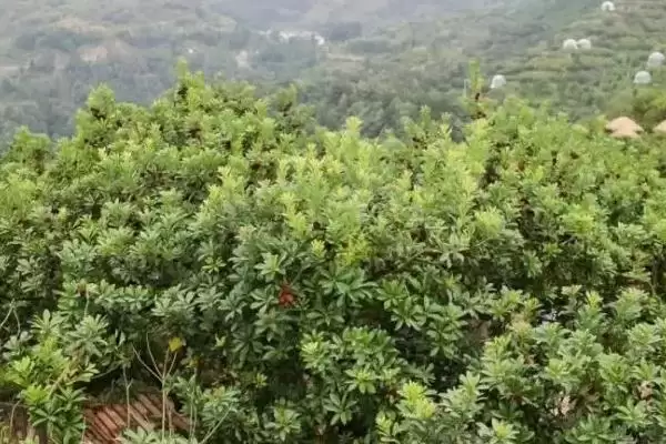 图片[2]-杨梅冬季管理的方法和重点？杨梅冬季管理要做好哪些细节？-会东网