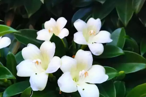 图片[4]-茉莉叶子发黄干枯的原因是什么呢 ,茉莉叶子发黄干枯或因浇水不当导致-会东网