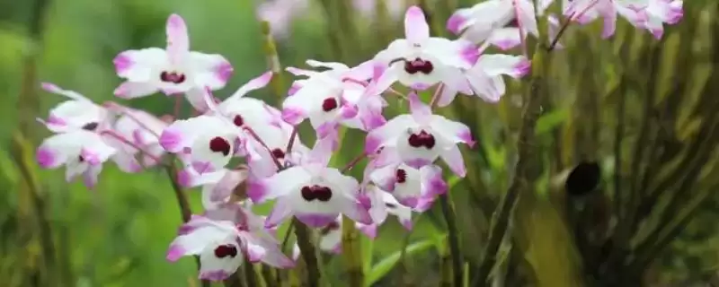 石斛花后如何修剪？修剪石斛花后要掌握哪些关键的修剪技巧和要点？-会东网