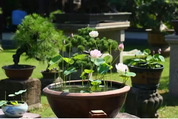图片[4]-无惧烈日的花卉：向日葵、茉莉花、碗莲的阳光秘籍-会东网
