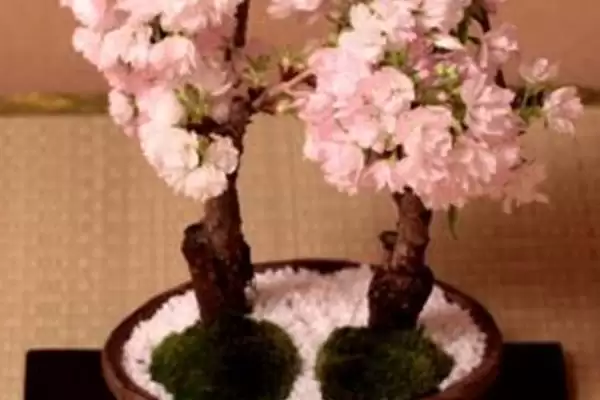 图片[2]-盆栽樱花养护技巧：花前花后修剪的重要步骤-会东网