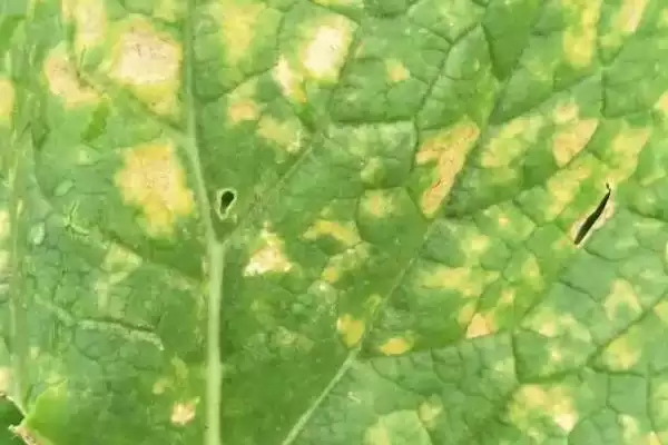 图片[4]-如何预防保护地蔬菜发生肥害？种植保护地蔬菜预防肥害要怎么做？-会东网