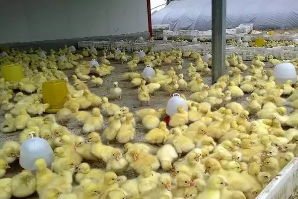 图片[3]-确定一个月的鹅一天喂食顿数的方法和重点？确定一个月的鹅一天喂食顿数要做好哪些细节？-会东网