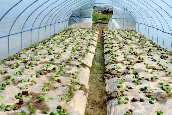 图片[2]-盘菜冬天种植攻略：可以种但要保证温度的关键因素-会东网