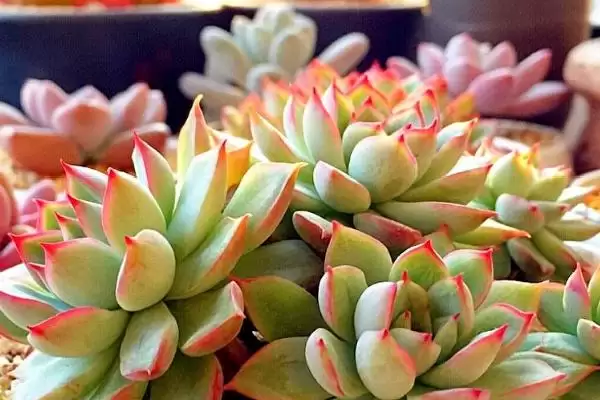 图片[5]-夏天养多肉植物的方法和要点？夏季养殖多肉植物要掌握哪些关键方法？-会东网