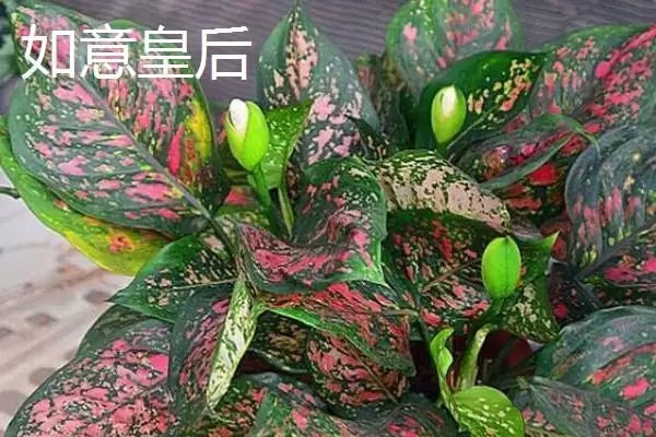 图片[4]-如意皇后和吉利红有什么区别？区分如意皇后和吉利红要关注哪些差异？-会东网